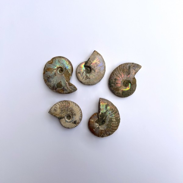 Ammonite pequeño